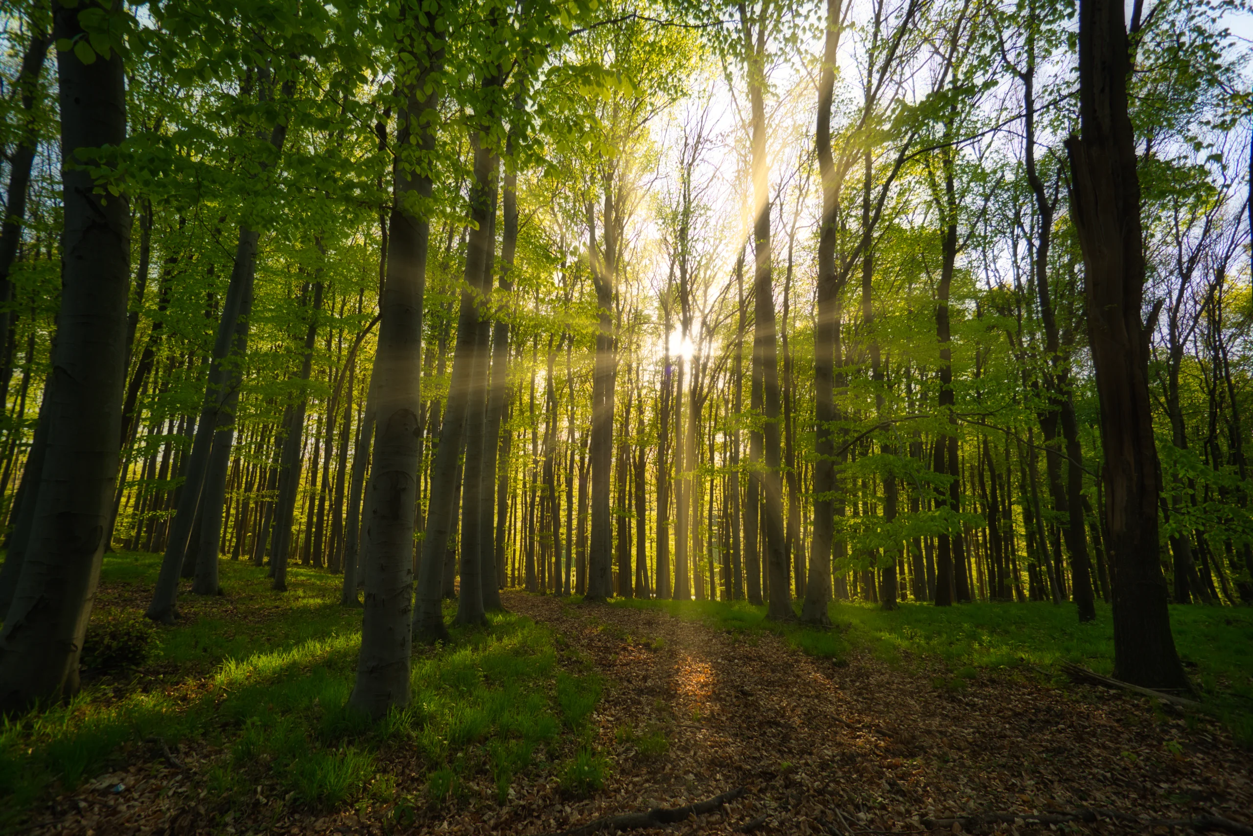 Forest Scene